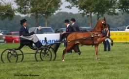 Noddyvyse Performer wint competitie Zuid