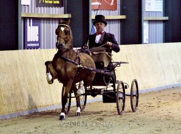 Meer foto's van hackney Pony off the Year Magic Victory