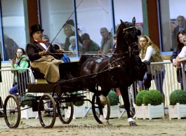 'Meer foto's van hackney Horse off the Year Wentworth Ebony