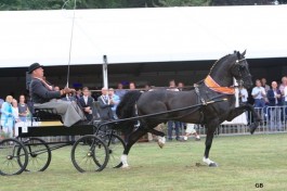 WENTWORTH EBONY KAMPIOEN EREKLASSE GROTE MAAT