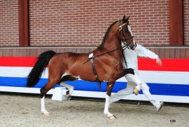 4 hackney hengsten goedgekeurd in Lunteren