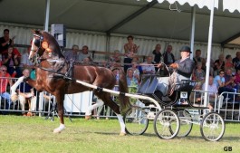 EEBERT OOK KAMPIOEN BIJ 5-JARIGE TUIGPAARDEN