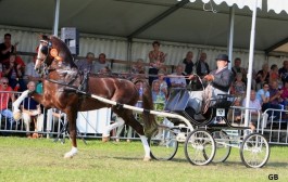 Eebert (v.Atleet uit Veldine, keur preferent van Manno)