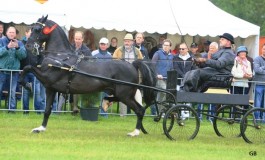 Dag van het Aangespannen paard levert 6 overwinningen op