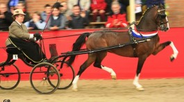 Brookfield My Way (2011, Aghaderg BrookfieldxBrookfield Showgirl