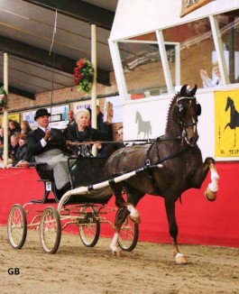 Succes op Twentse tuigpaardendag.