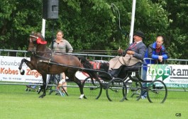 Noddyvyse Magic Moment (Heartland Propet x Hurstwood Consort)