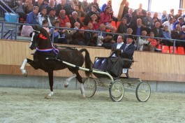 Eebert wint wederom hengstencompetitie