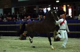 Zoon van Wentworth Ebony naar Den Bosch