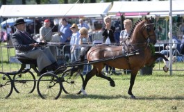 Hackney’s goed in Boekel