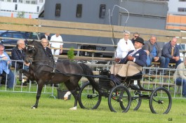 Noddyvyse Ring Master (2011 Sunbeam Star Step)