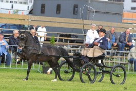 Noddyvyse Ring Master (2011 Sunbeam Star Step)