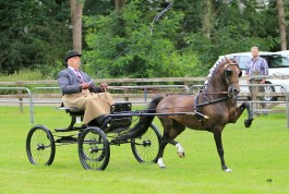 Noddyvyse Magic Moment(2010 Heartland Propet x HurstwoodConsort)