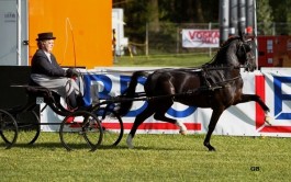 Renvyle Bobby's Boy tweede in competitie Zuid