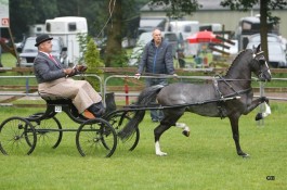 Travellers Little Boy (2010 Baron's Tycho x Silvester Nicole)