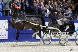 Jaaroverzicht tuigpaarden 2019