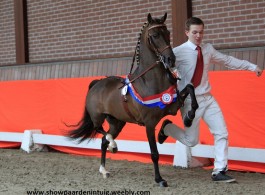 Noddyvyse Casanova beste nieuwe hengst en algemeen reserve kampi