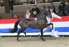 Ardingly's Hot Chocolate (2014, Ecl. Moviestar x Sunb.Vindicator