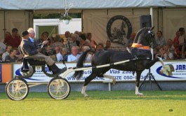 HUBERT kampioen dekhengsten in Norg