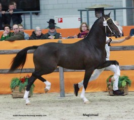 MAGISTRAAL (Icellie x Manno) ook naar verrichtingsonderzoek