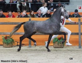 Maestro (Idol x Atleet) en Marcus van Hapert (Icellie x Manno)