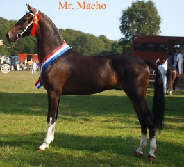 2-jarige hengst Mr. macho kampioen in Oldebroek