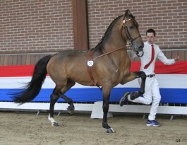 Tivoly Ebony (2013, Wentworth Ebony x Birkhouse Billy