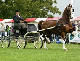 Trudalya (2000 Milano uit keurmerrie Helya van Wouter)